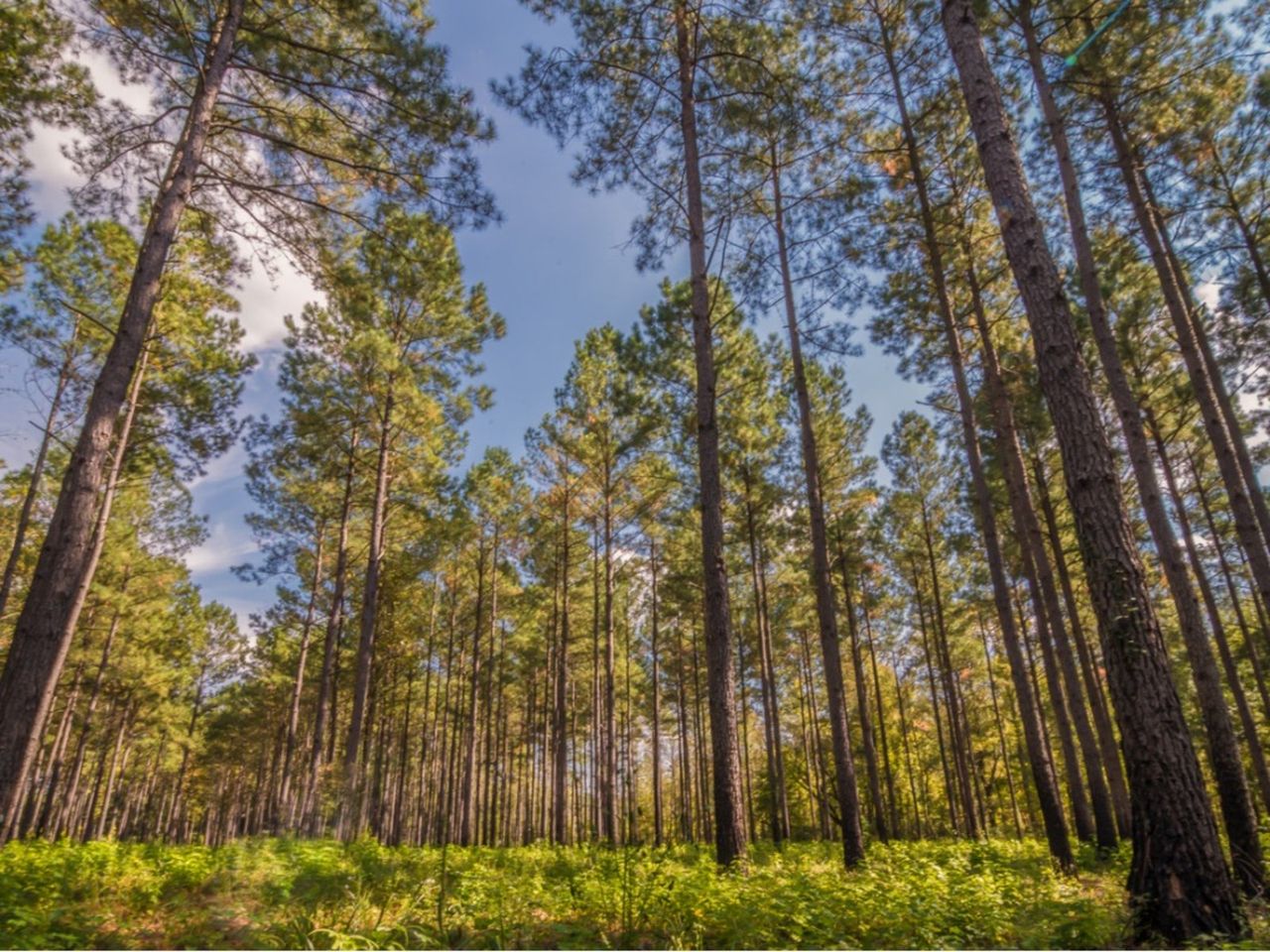 A Forest Of Tall Southern Conifer Trees