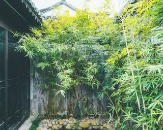 Japanese style garden with pebbles and bamboo