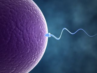 Sperm cell fertilizing eggs.