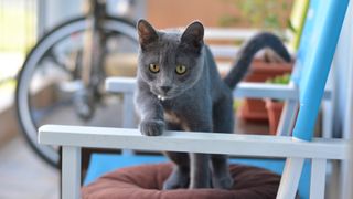 Gray cat stepping over a chair