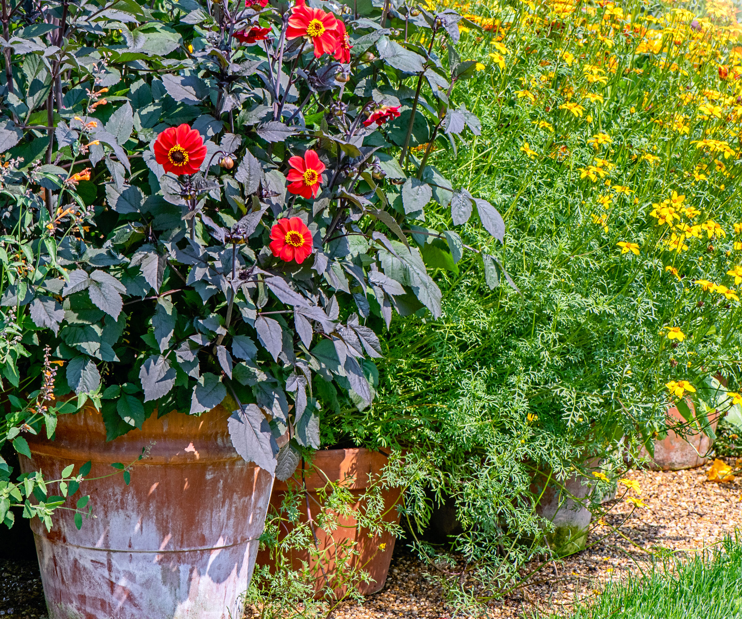 red dahlia with black foliage in stone pot