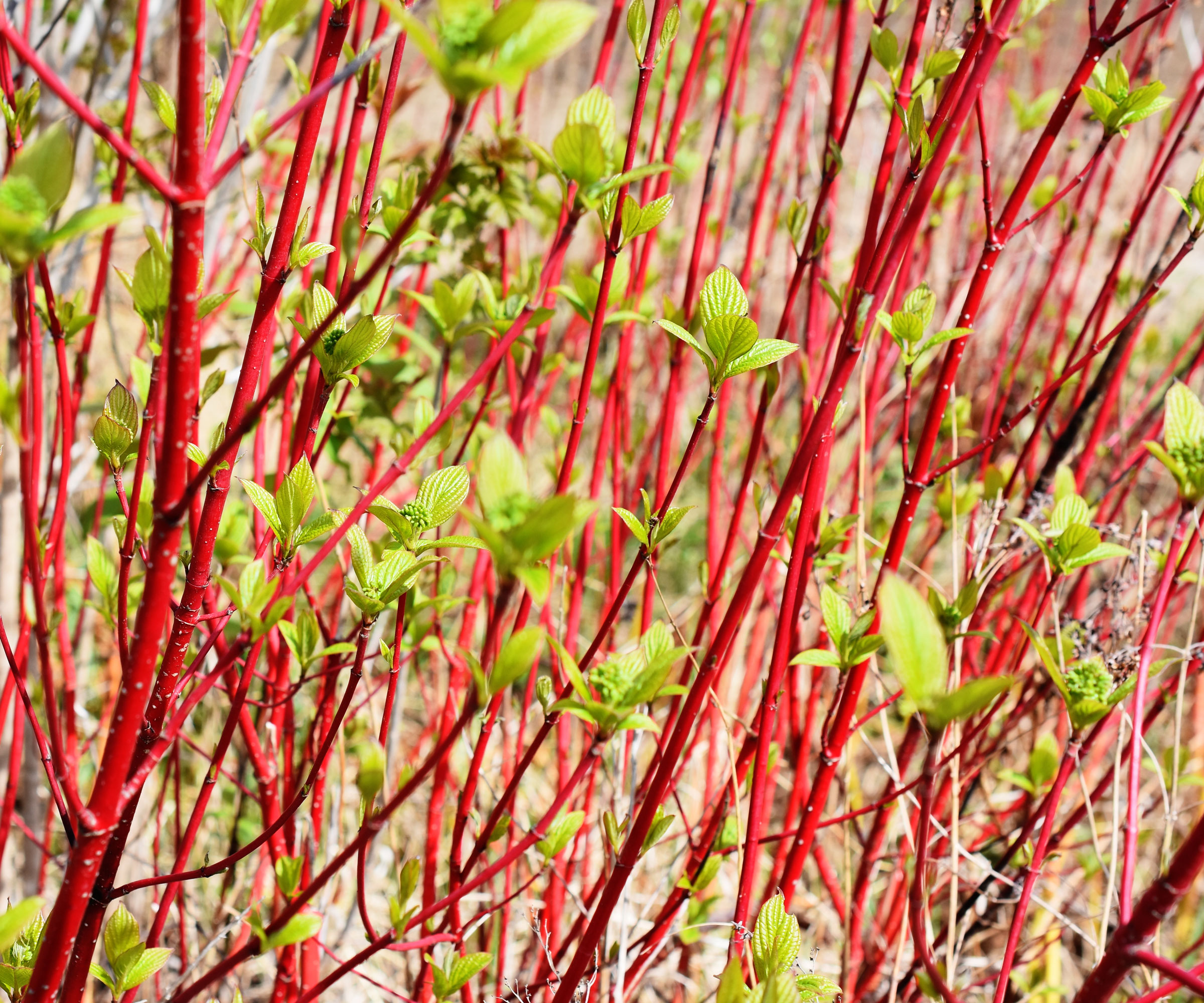 dogwood plants growing as hedge showing branches and green leaves