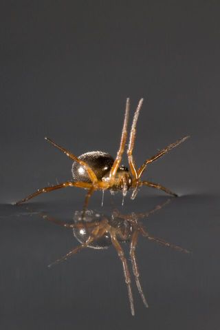Linyphiid spider sailing using legs.