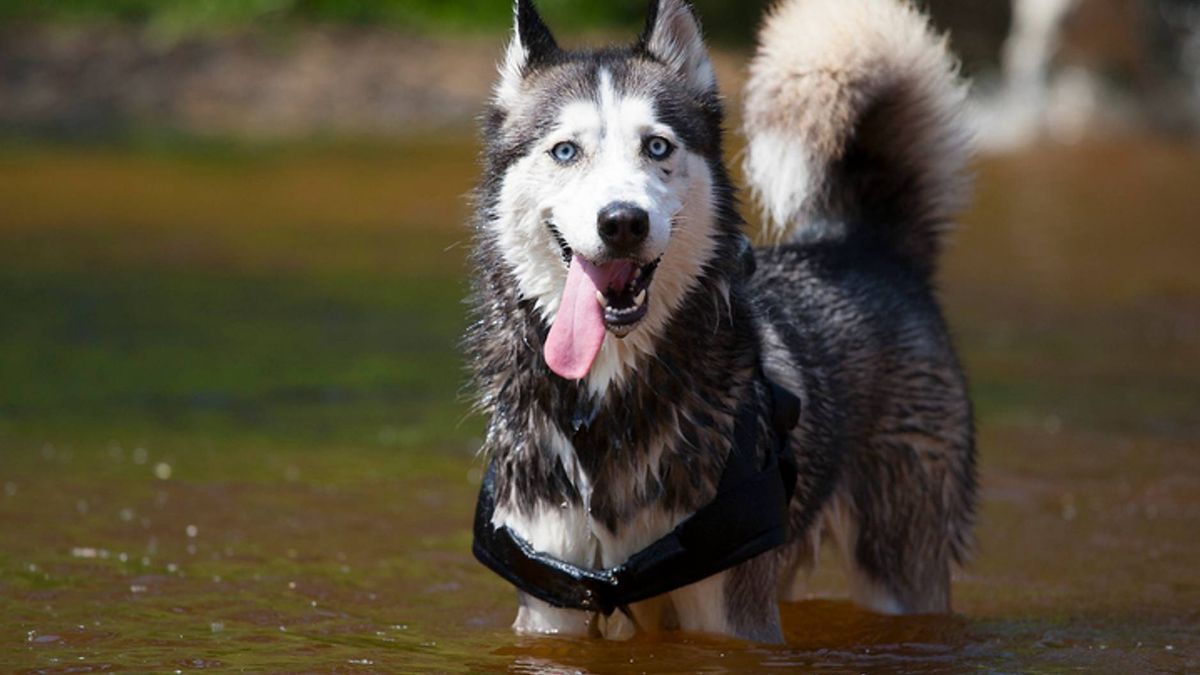 Best dogs for hiking top 10 breeds to hit the trail with PetsRadar