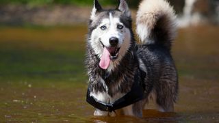 Siberian Husky