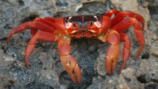 a christmas island red crab sitting on rocks