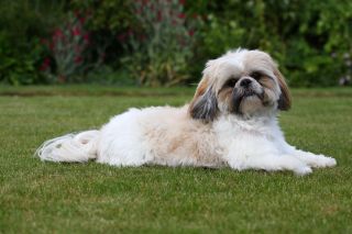 Shih Tzu lying down