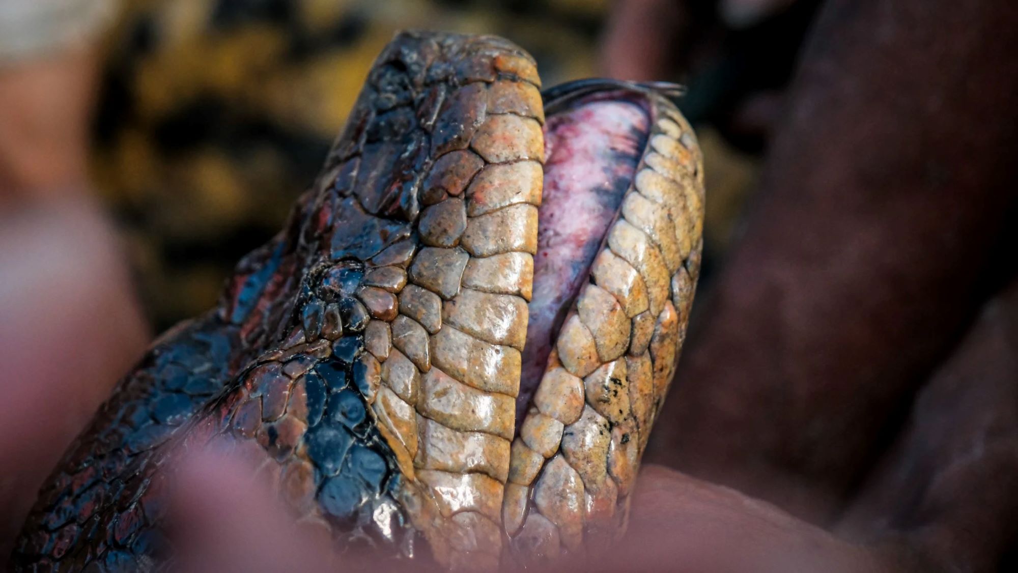 Close-up of a northern green anaconda head