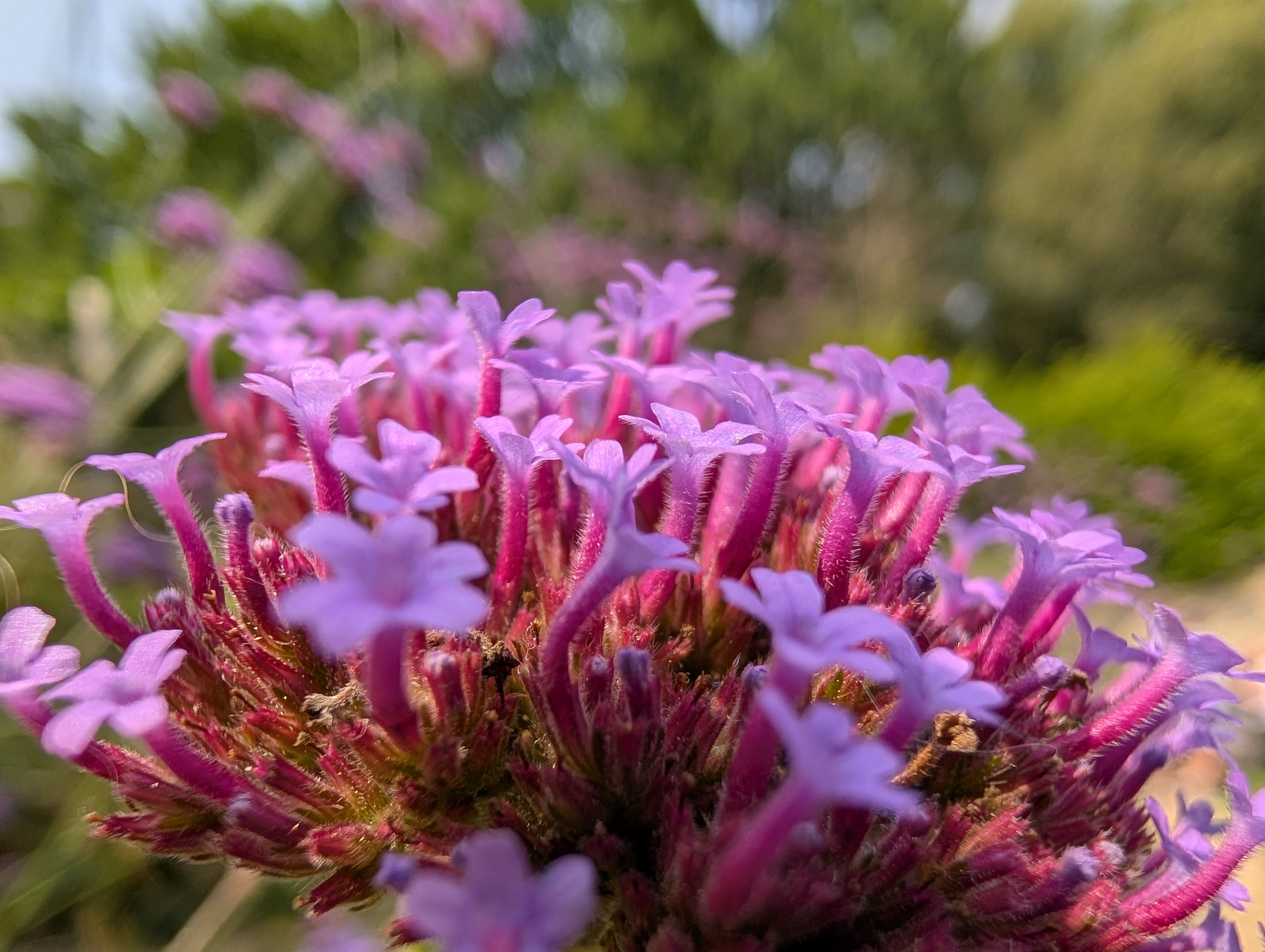 Google Pixel 9 Pro XL camera sample flower macro ultrawide