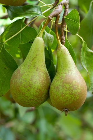 best budget plants: fruit tree pear