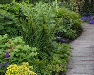 ferns among mixed planting beside a wooden walkway
