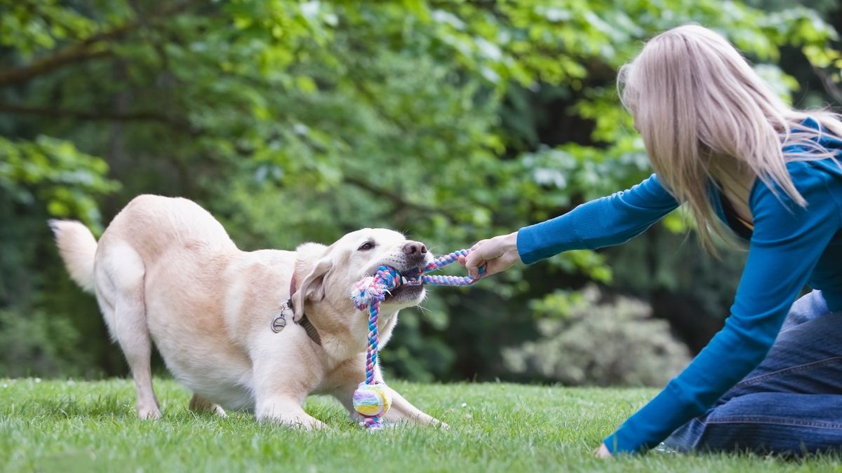 Woman playing tug with dog outside