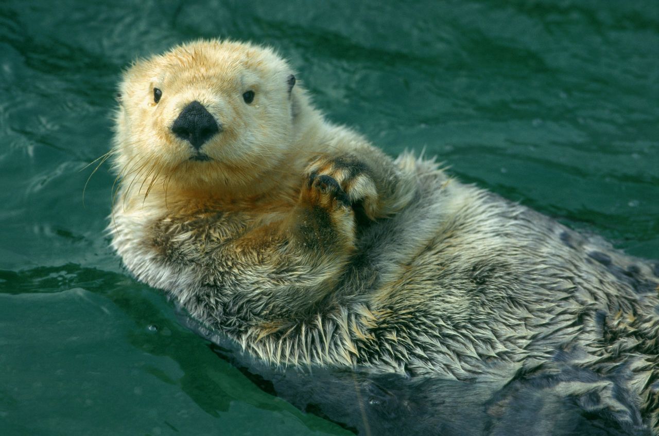 This is the world&#039;s hairiest animal. 