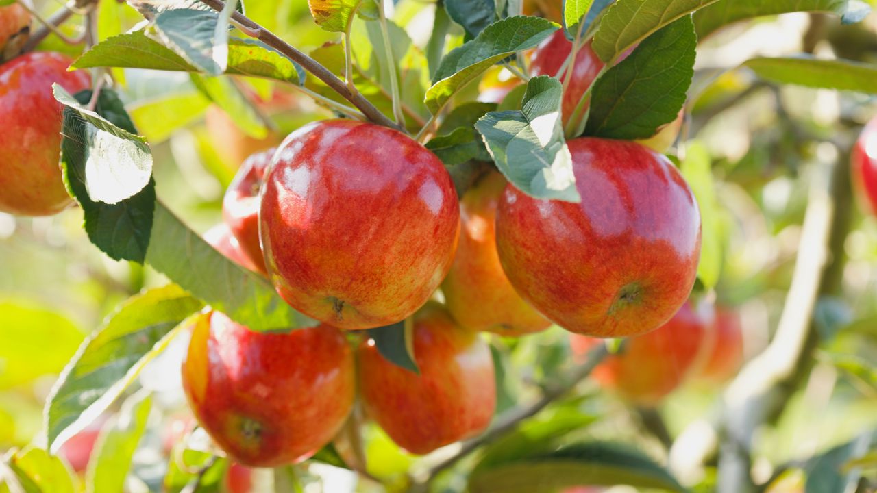 5-easy-self-pollinating-fruit-trees-to-plant-this-fall-gardening-know-how