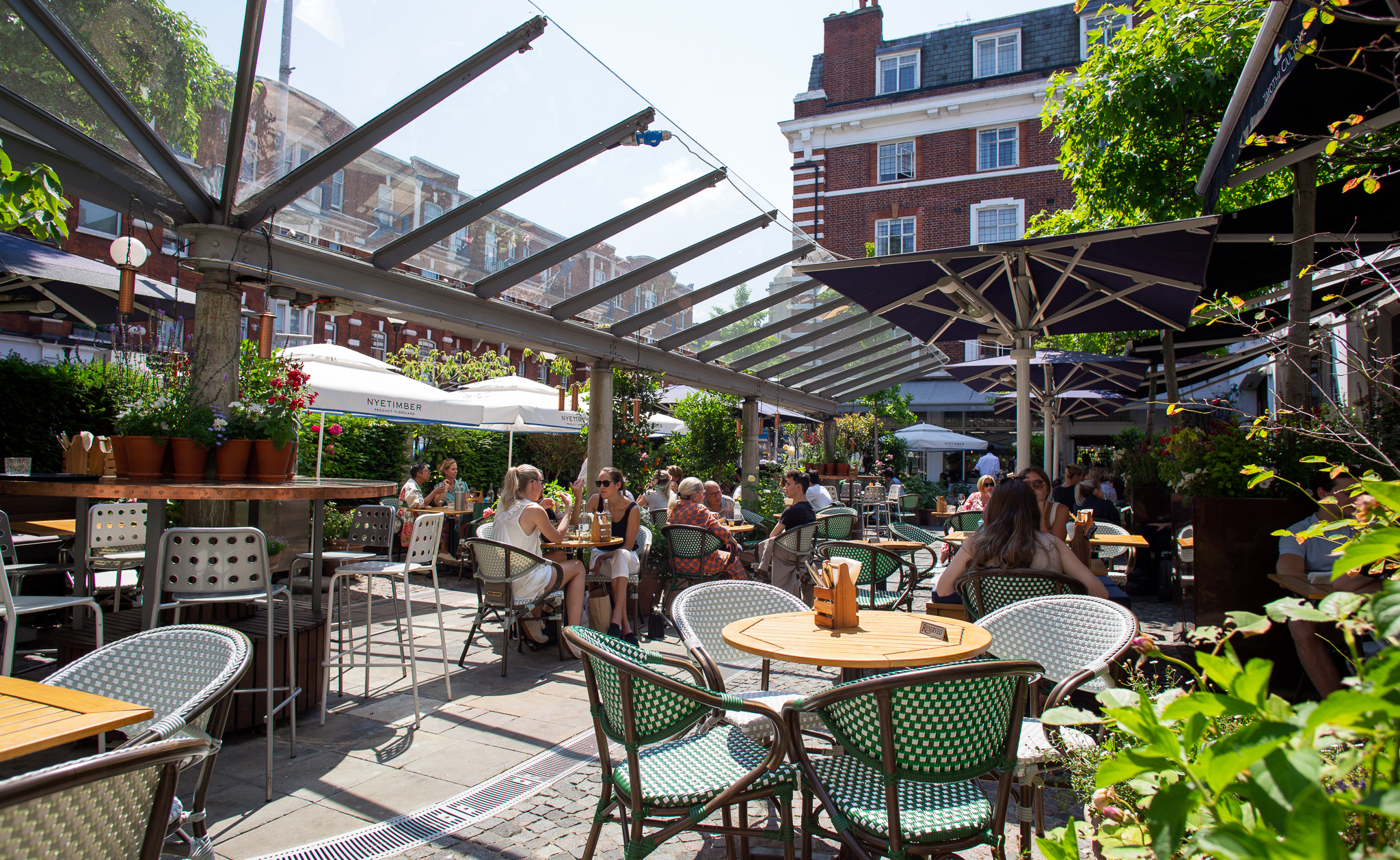 Bluebird Chelsea