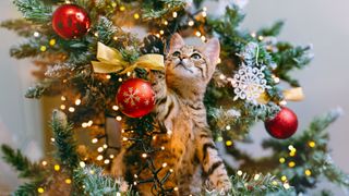 Bengal cat looks out from the branches of a beautifully decorated Christmas tree with red glass balls and garlands of lights
