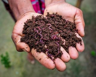 Gardener holds compost in hands containing red wriggler worms