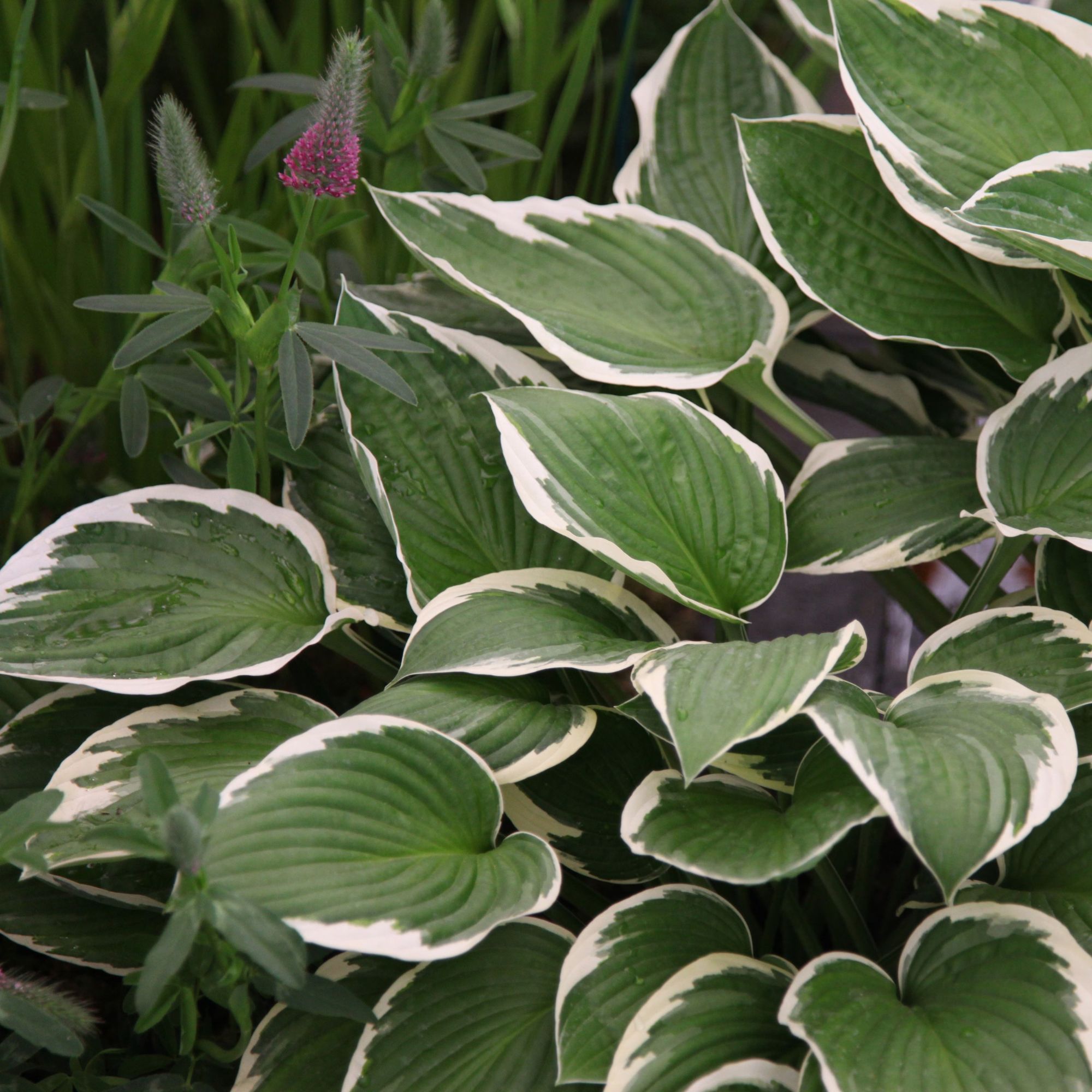hostas plant