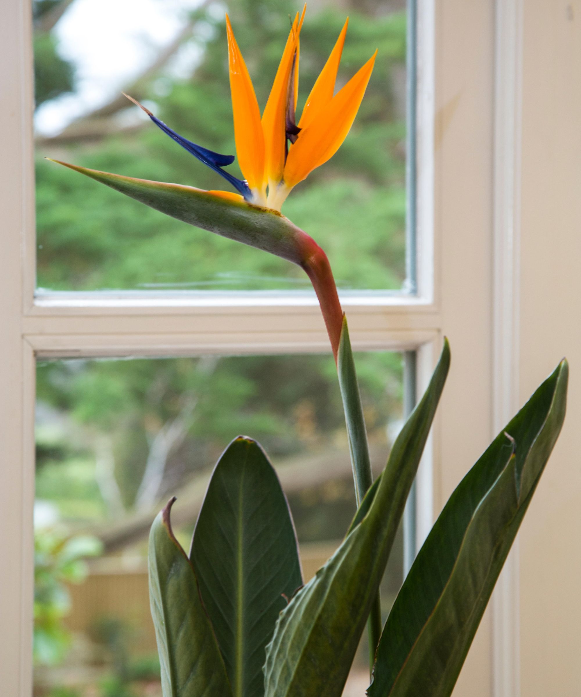 Bird of Paradise indoor tropical plant