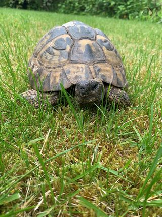 Hercules the tortoise