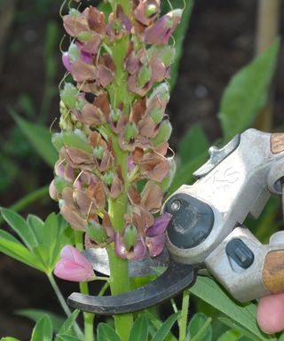Cutting back a alupine after flowering to encourage a second bloom