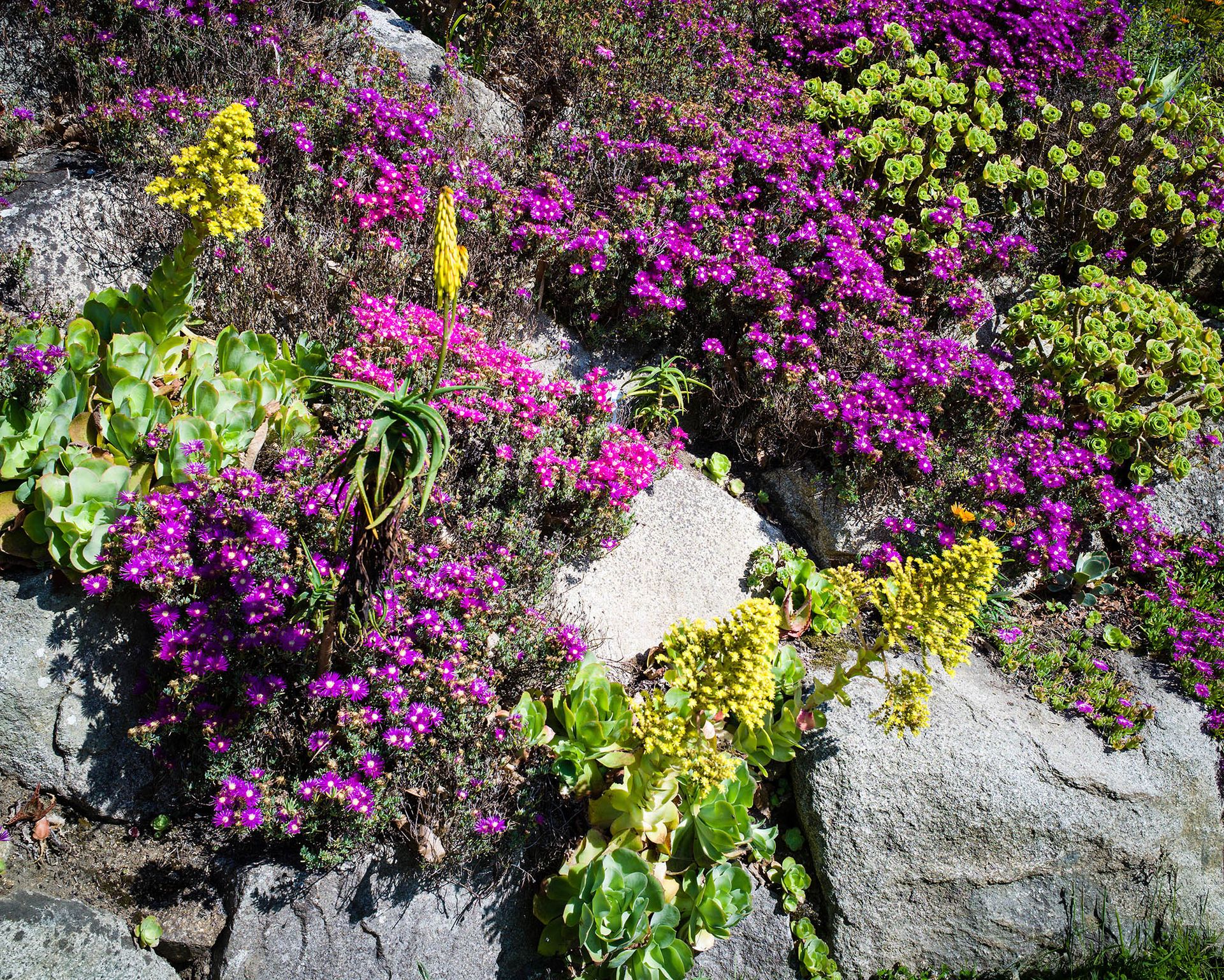 Floral rock garden