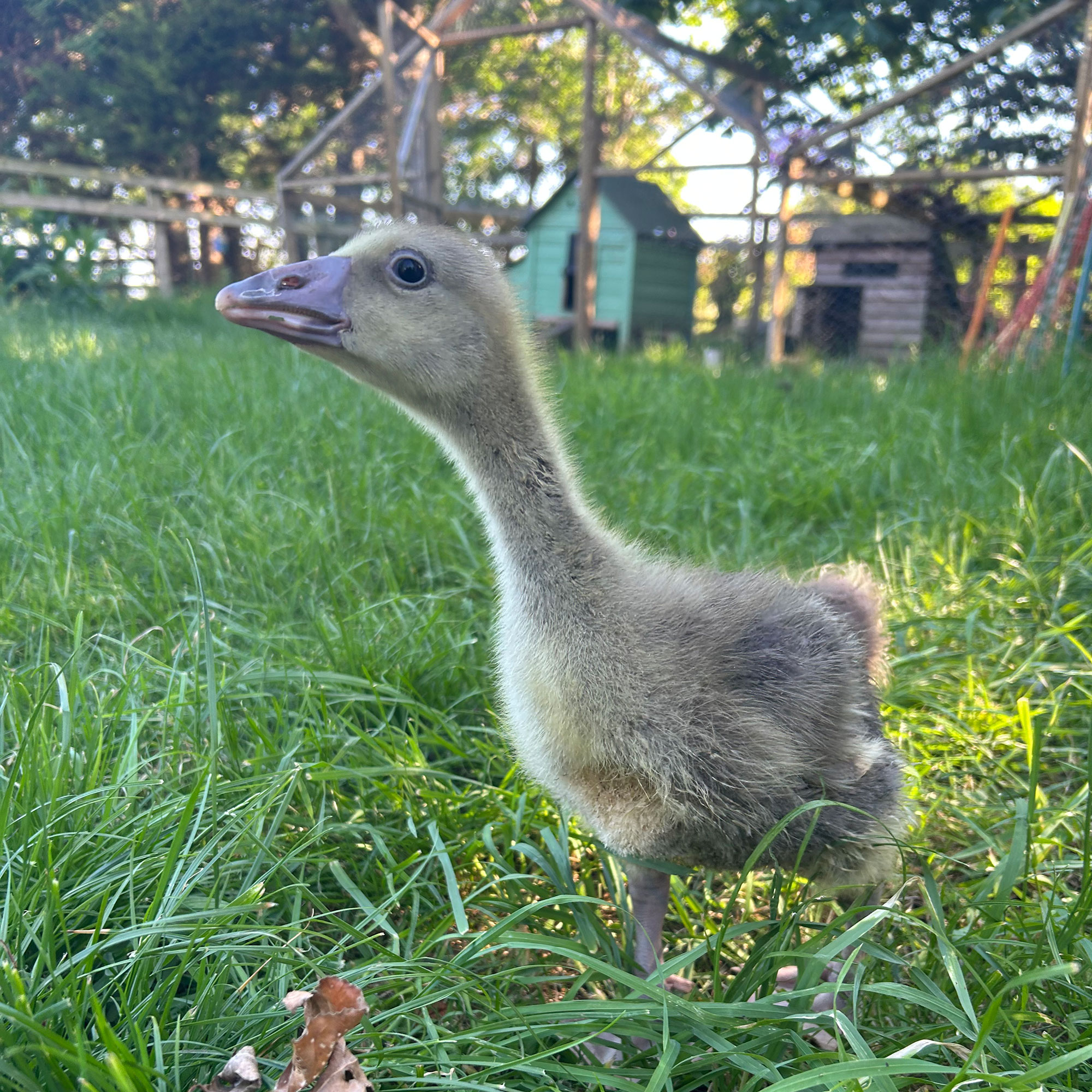 Close up of duckling in grass, with wooden sheds in distance