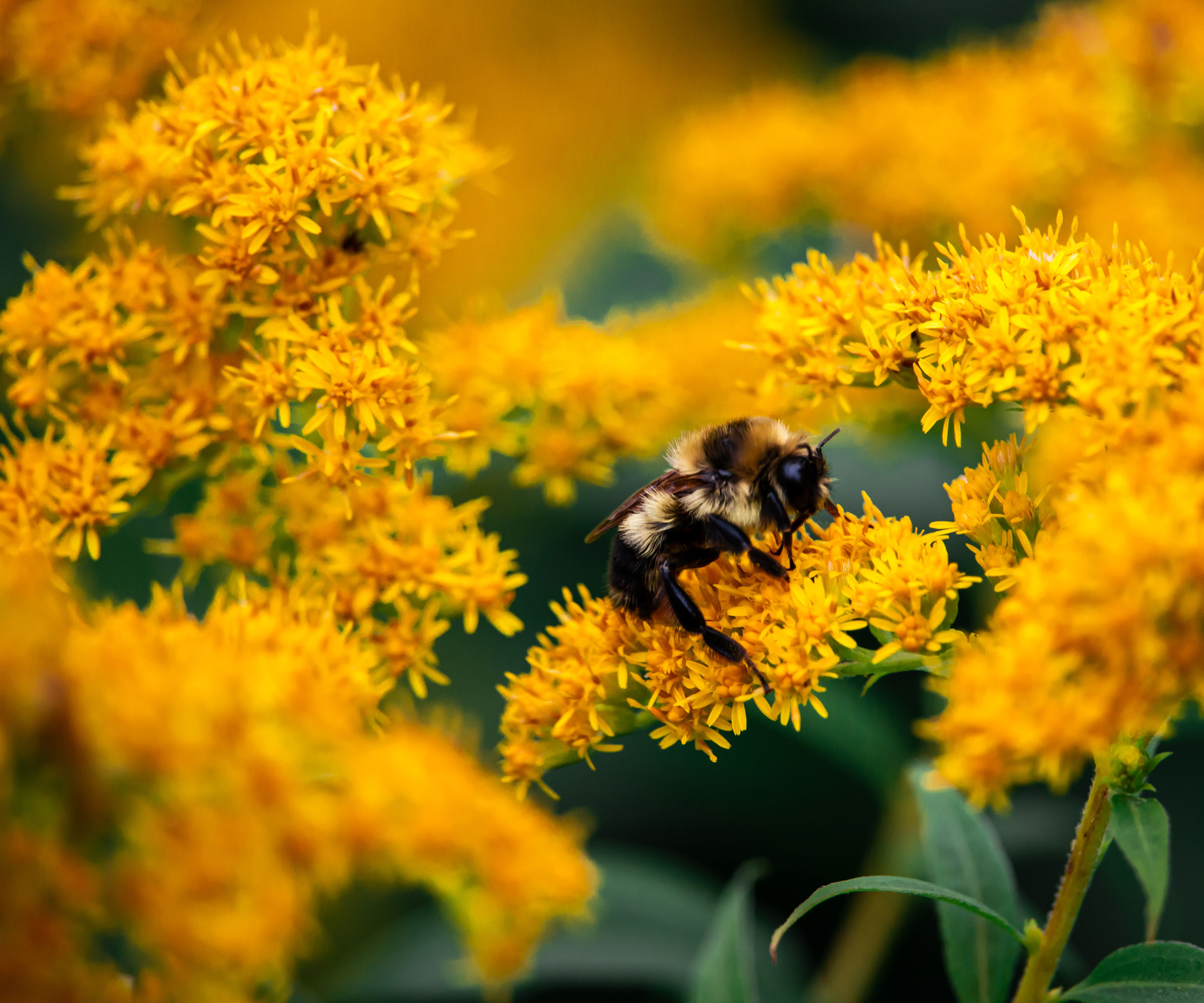 golden rod with yellow flowers and honey bee
