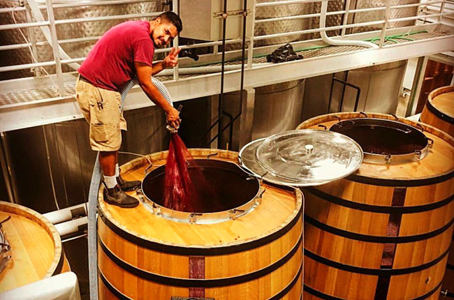 Pouring Zinfandel into oak barrels at Mauritson Winery, Dry Creek Valley