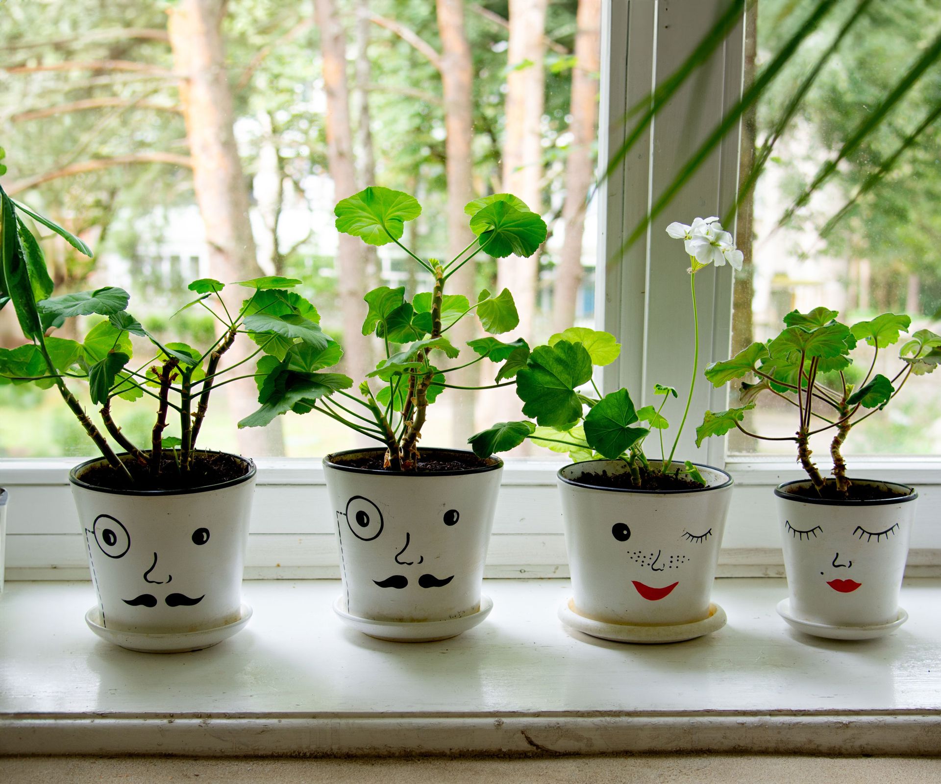 pelargonium plants near windowsill