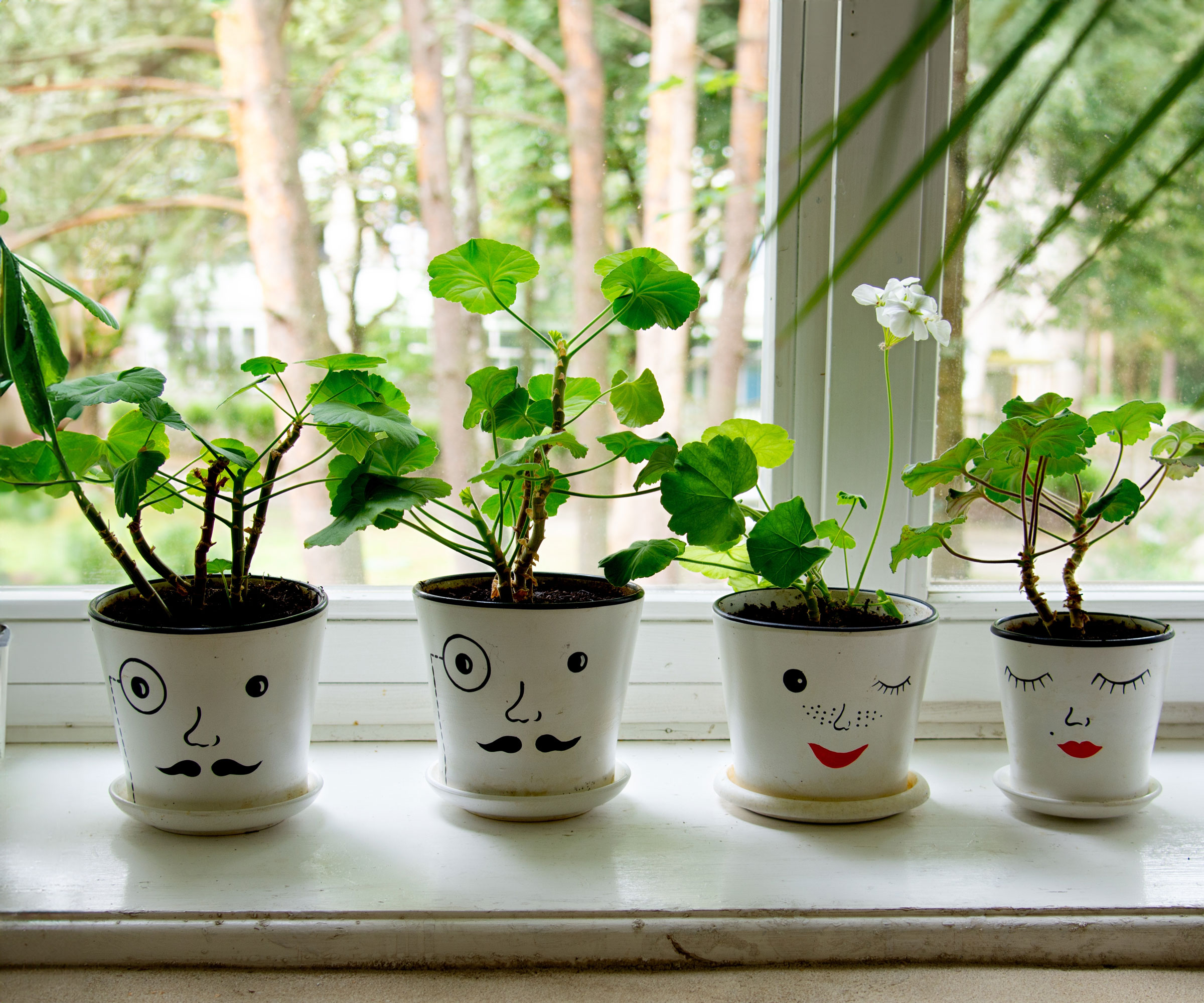 pelargonium plants near windowsill
