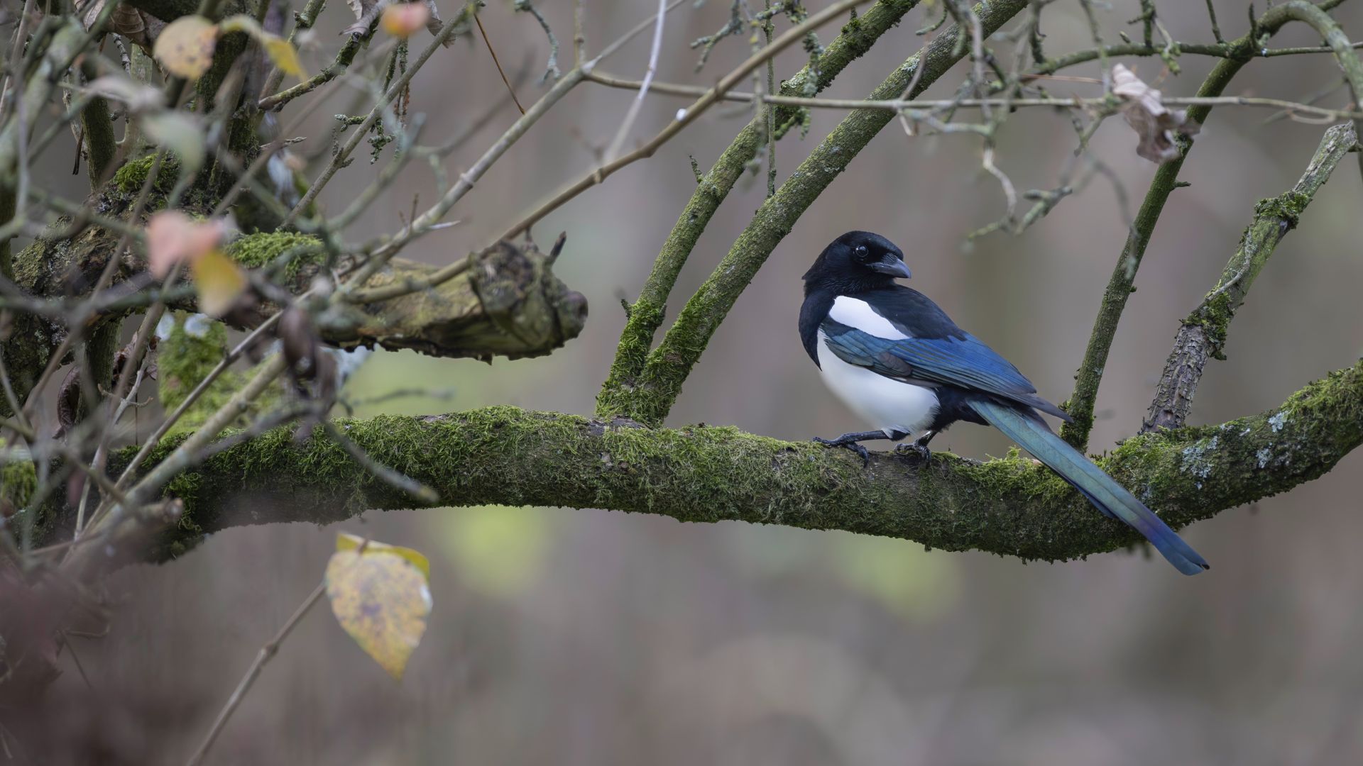 A magpie on a branch