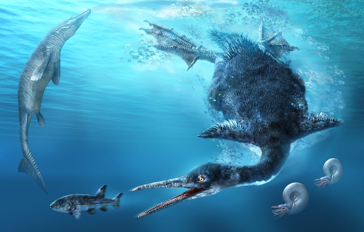 Two brothers in Japan happened upon the fossilized remains of the country&#039;s first and oldest fossil of a diving bird. The new species is named &lt;em&gt;Chupkaornis keraorum&lt;/em&gt;.