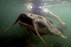 The goonch is a large, predatory catfish living in much of Asia.
