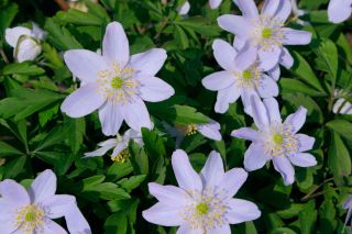 Light blue flowers of garden plant Anemone nemorosa Robinsoniana