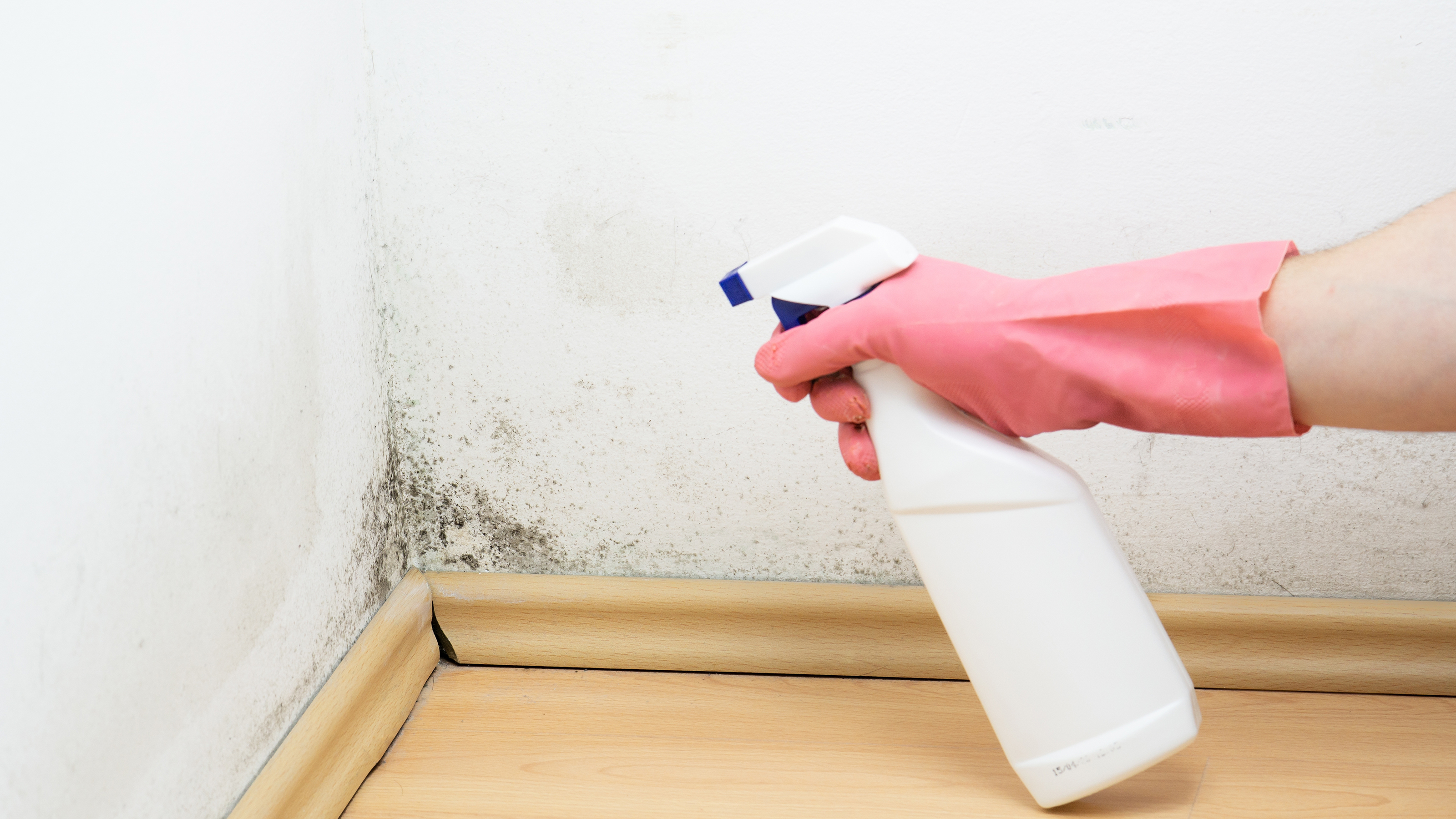 Mold in the corner of a room