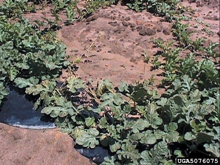 Fusarium Wilt In Cucurbit Crops