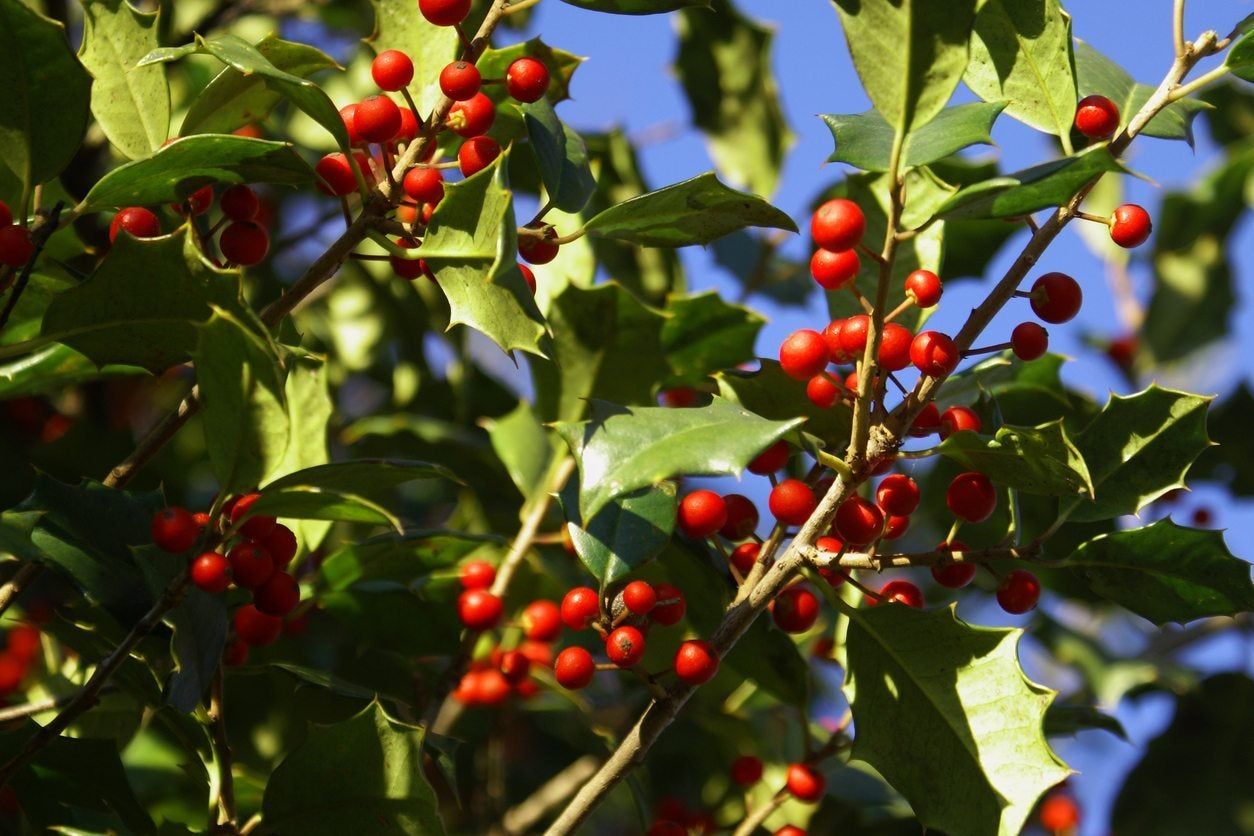 Holly Plants