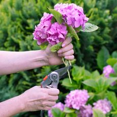Hands pruning hydrangea blossoms with pruners