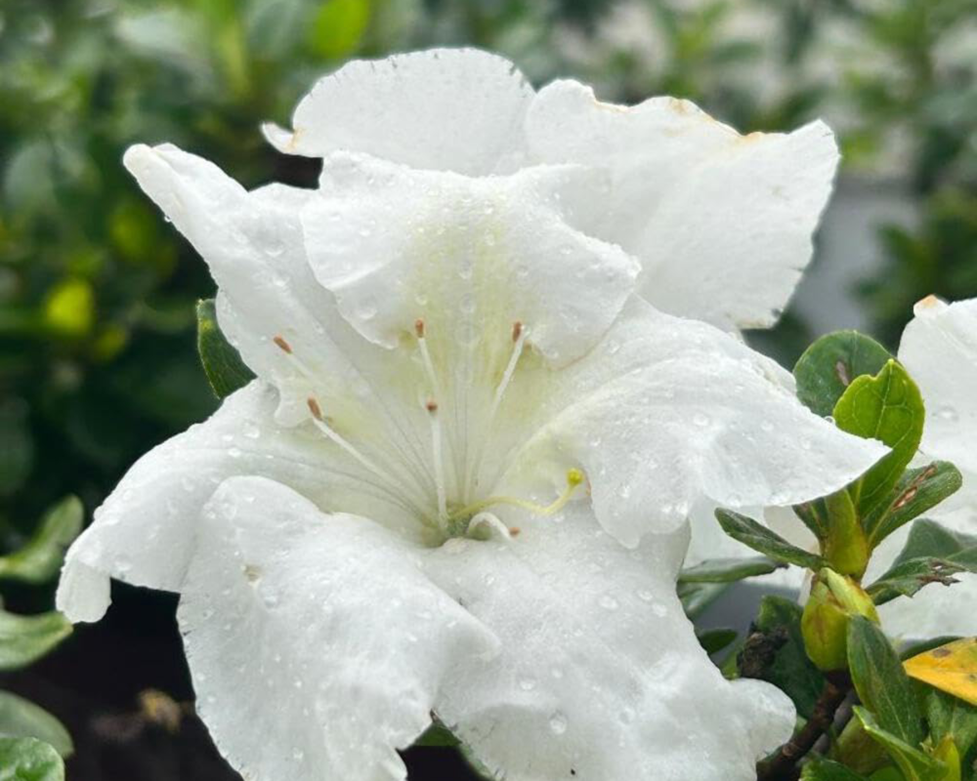 Closeup of Autumn Angel Encore azalea bloom