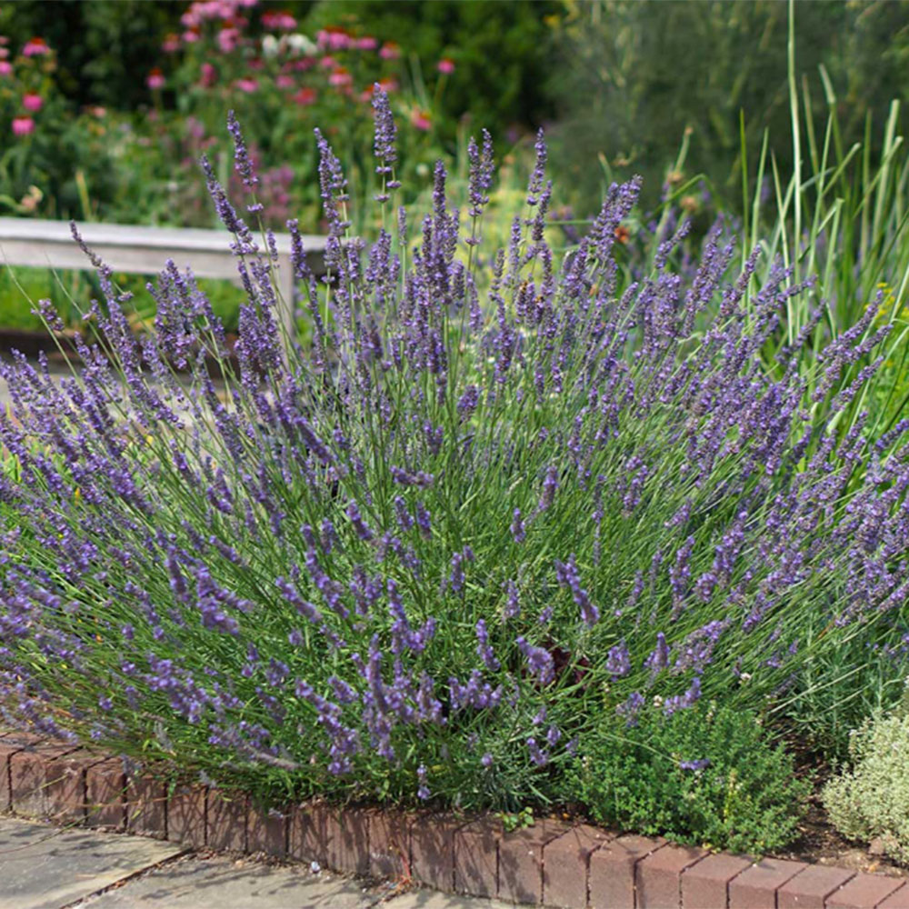 Lavandula &amp;times; intermedia 'Phenomenal' growing in a garden in summer