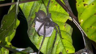 A gray brazilian wandering spider sits on a green leaf over a large white egg