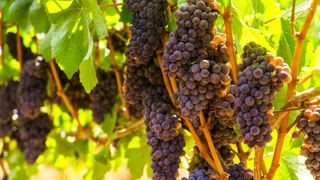 Vin Gris wine grapes