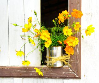 Yellow cosmos in a tin can