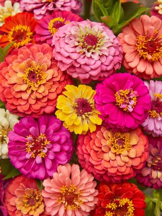 Zinnia, Cut & Come Again Mixed Colors