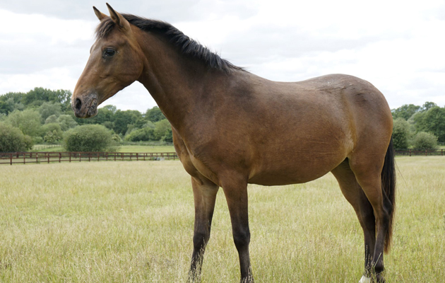 World Horse Welfare Diamond