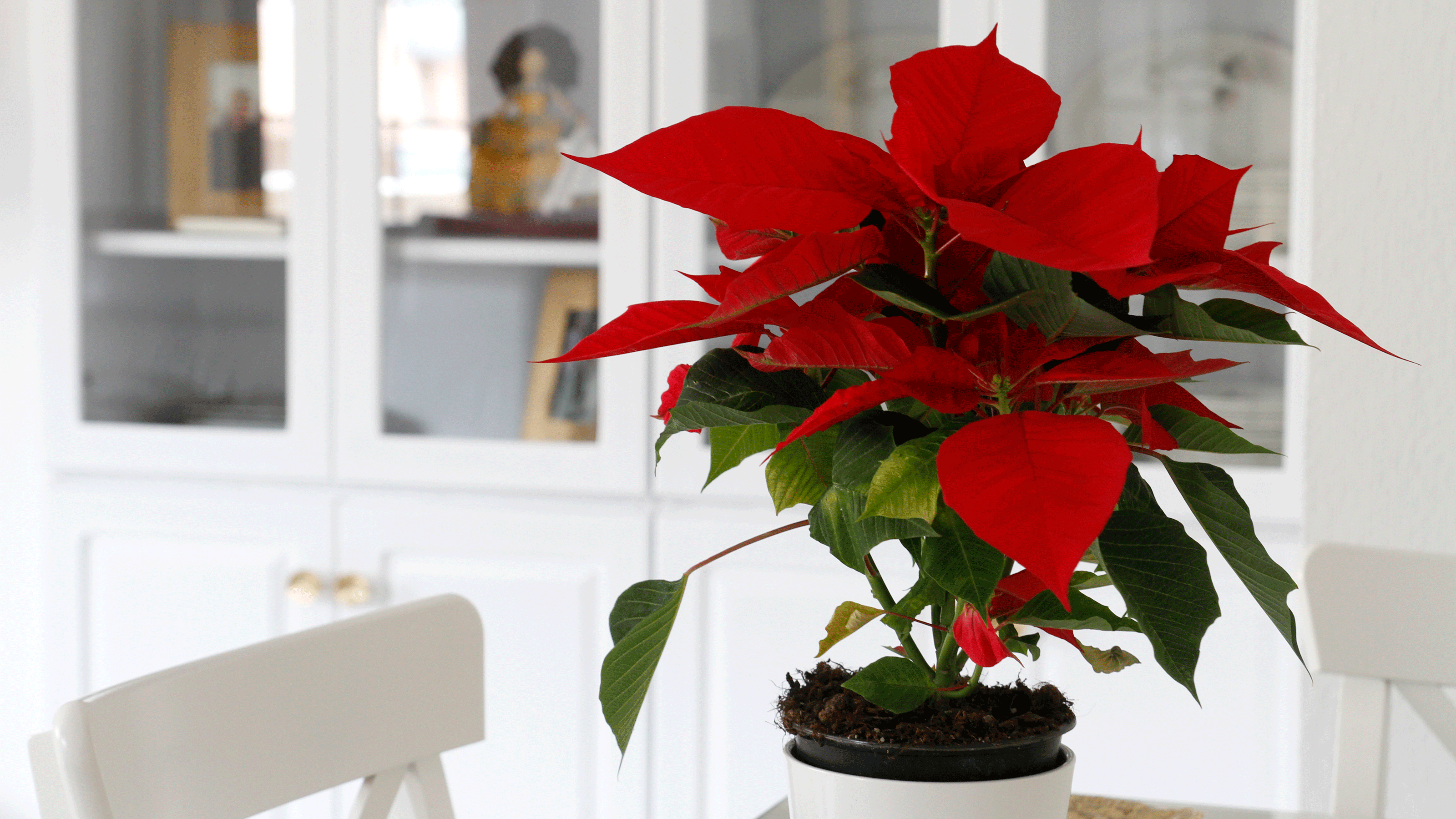 How To Keep A Poinsettia After Christmas Poinsettia care tips – expert advice to care for Christmas plants | Ideal  Home