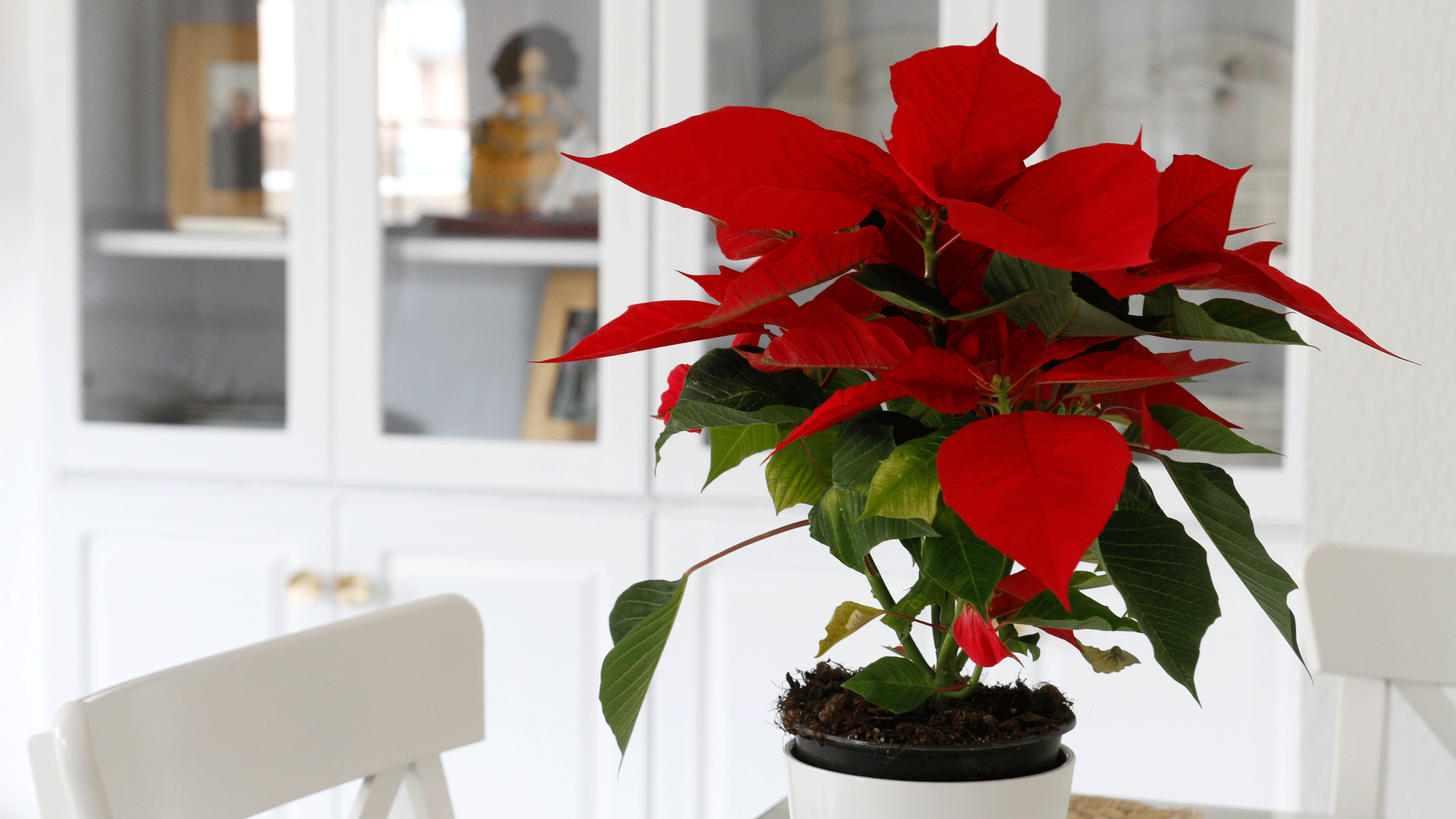 Ponsettia in a white kitchen