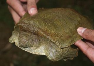 soft-shell-turtle