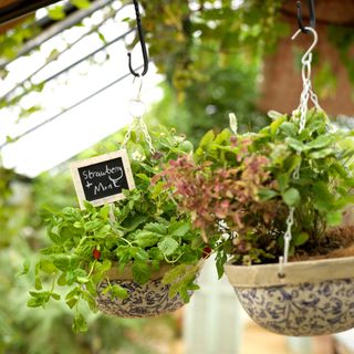 garden area with plants on hanging hooks